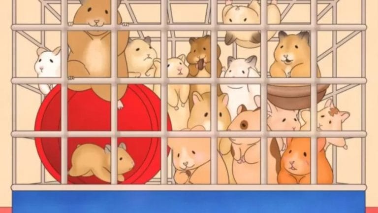Bunny Among Hamsters Optical Illusion: Find The Bunny In This Picture If You Are A Genius