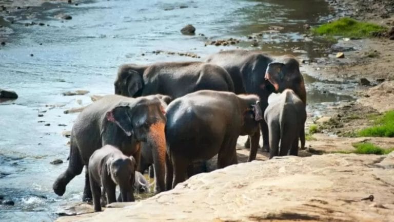 Optical Illusion: Can You Find a Buffalo Among the Elephants in 10 Seconds?