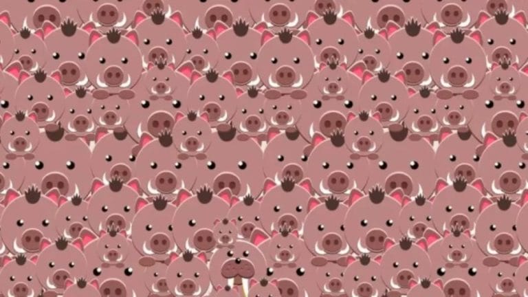 This Walrus Is Well Hidden Among These Hogs In This Optical Illusion. Can You Spot The Walrus?